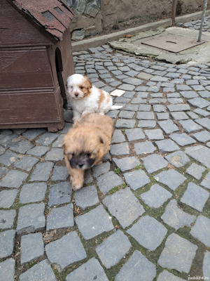 Fetite shih tzu 2 luni