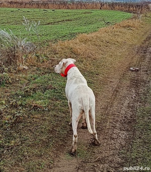 Vand mascul si femela dogo argentino