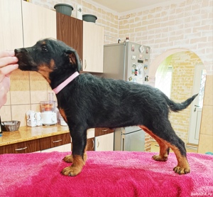 Vând Jagdterrier 