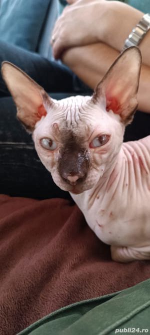 donez vand URGENTmotan sfynx