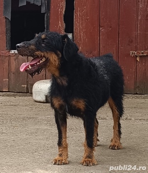 Vand femela Jagdterrier 