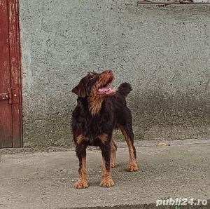 Vând mascul Jagdterrier 