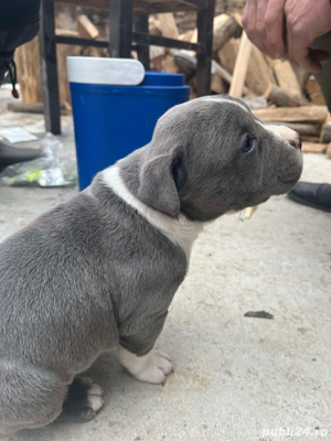 puii de amstaff
