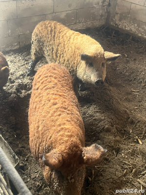 Vând porci mangalița 