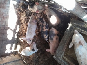 Vând purcei  - imagine 2