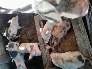 Vând purcei  - imagine 3