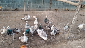 Vând pui de păun  - imagine 3