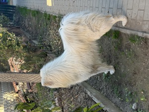 Mascul Samoyed  - imagine 3 Mascul Samoyed  - imagine 3