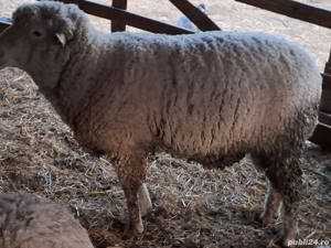 Vand berbec de rasa ile de france de 3 ani , circa 120 kg foarte bun de monta, 1600 lei