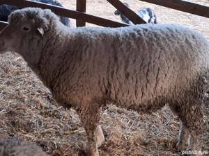 vand urgent berbec de rasa ile de france de 3 ani , circa 120 kg , foarte bun de monta