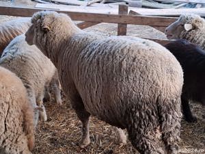 vand urgent berbec de rasa ile de france de 3 ani , circa 120 kg , foarte bun de monta - imagine 3 vand urgent berbec de rasa ile de france de 3 ani , circa 120 kg , foarte bun de monta - imagine 3