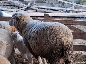 vand urgent berbec de rasa ile de france de 3 ani , circa 120 kg , foarte bun de monta - imagine 2 vand urgent berbec de rasa ile de france de 3 ani , circa 120 kg , foarte bun de monta - imagine 2