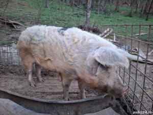 vand porc de circa 200 kg , hranit eco, 12 ron   kg - imagine 3