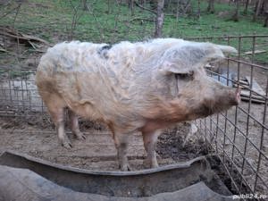 vand porc de circa 200 kg , hranit eco, 12 ron   kg - imagine 2