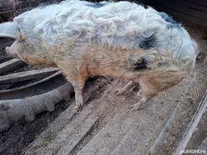 vand porc de circa 200 kg , hranit eco, 12 ron   kg