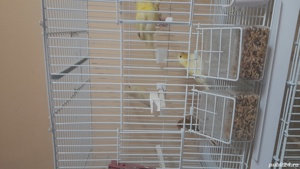 canari timbrado - imagine 2