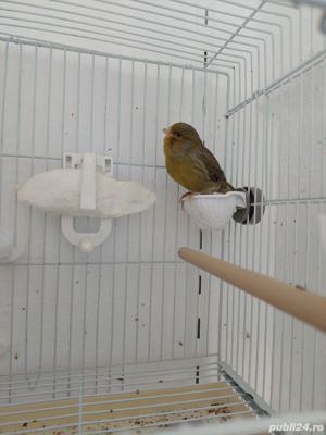 canari timbrado - imagine 4