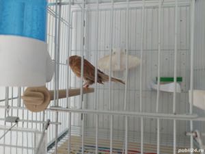 canari timbrado - imagine 3