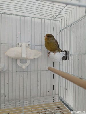 canari timbrado - imagine 5