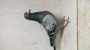 Porumbei voiajori sport - imagine 4