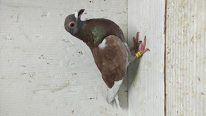 Porumbei voiajori sport - imagine 2