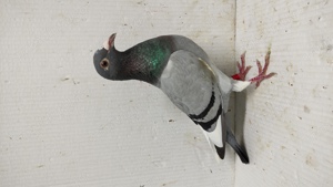 Porumbei voiajori sport - imagine 5