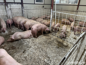 purcei si porci 30-250kg Primim arvuni pentru craciun!! - imagine 3 purcei si porci 30-250kg Primim arvuni pentru craciun!! - imagine 3