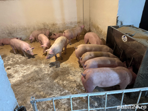 Purcei si porci de carne 30-250kg. primim arvuni pentru craciun!! - imagine 3 Purcei si porci de carne 30-250kg. primim arvuni pentru craciun!! - imagine 3