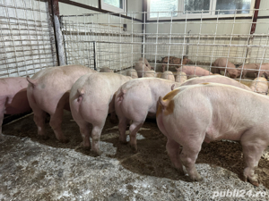 Purcei si porci de carne 30-250kg. primim arvuni pentru craciun!! - imagine 2 Purcei si porci de carne 30-250kg. primim arvuni pentru craciun!! - imagine 2