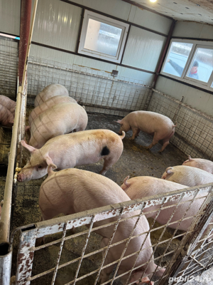 purcei si porci de carne 30-160kg