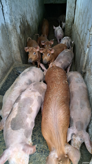 Porci purcei scrofițe - imagine 4