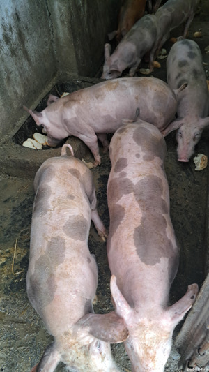 Porci purcei scrofițe - imagine 2