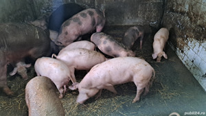 Porci purcei scrofițe - imagine 3