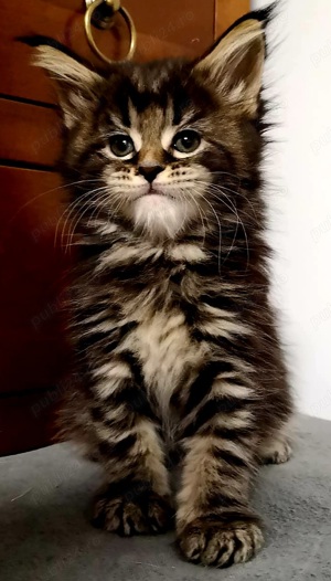Puiuti maine coon 