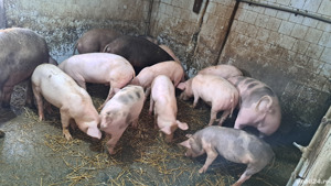 Porci purcei scrofițe - imagine 5