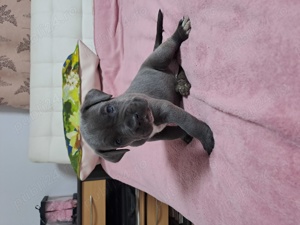 Cane corso disponibili 