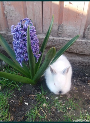 Iepuri pui și maturi  - imagine 4