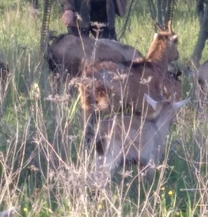 Capra Alpina fara coarne tanara fata doi trei Iezi - Laptele si carnea nu au miros de capra  Oradea