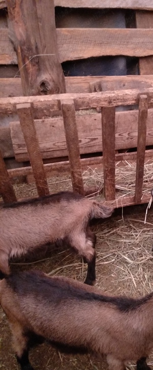 Capra Alpina fara coarne tanara fata doi trei Iezi - Laptele si carnea nu au miros de capra  Oradea  - imagine 2