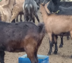 Capra Alpina fara coarne tanara fata doi trei Iezi - Laptele si carnea nu au miros de capra  Oradea  - imagine 3