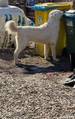 Femelă Ciobănesc de Asia Centrală - imagine 5 Femelă Ciobănesc de Asia Centrală - imagine 5