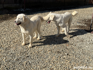 Femelă Ciobănesc de Asia Centrală - imagine 3 Femelă Ciobănesc de Asia Centrală - imagine 3