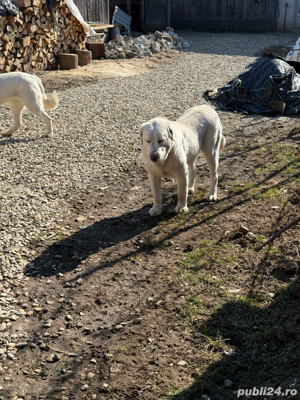 Femelă Ciobănesc de Asia Centrală - imagine 4 Femelă Ciobănesc de Asia Centrală - imagine 4