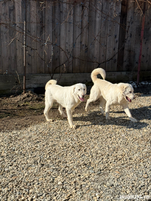 Femelă Ciobănesc de Asia Centrală - imagine 2 Femelă Ciobănesc de Asia Centrală - imagine 2