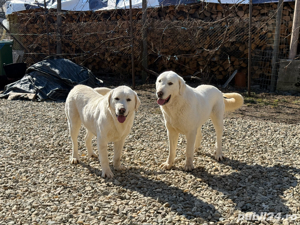 Femelă Ciobănesc de Asia Centrală