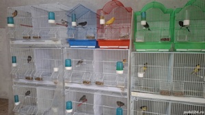 Canari plus colivie 