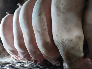 Porci mari 100kg-300kg