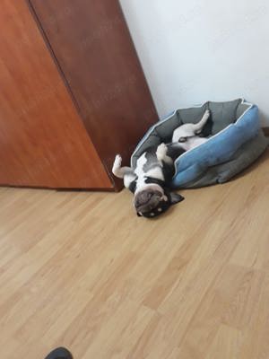 Buldog francez