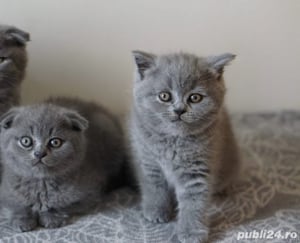 British Shorthair Scottish Fold