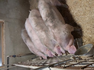 porci rasă de carne 